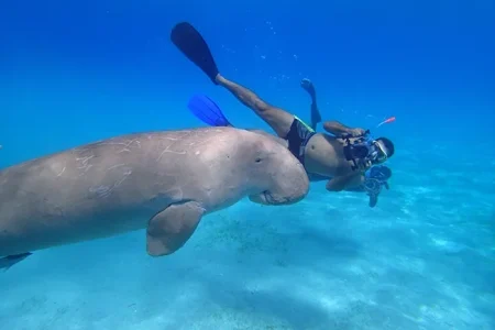 abu dabbab dugong bay marsa alam tours