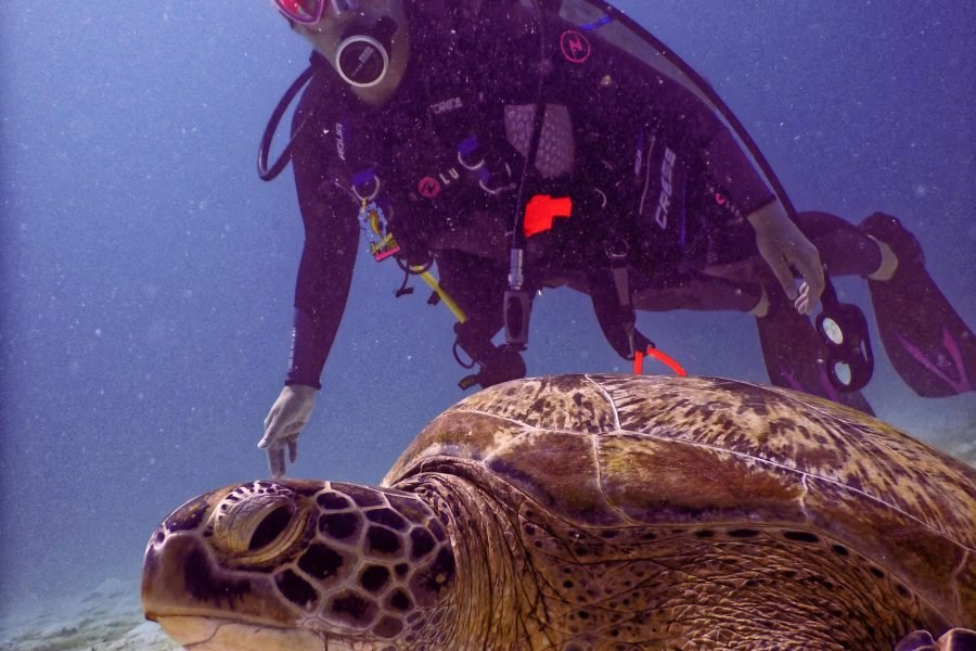 padi scuba diving in Portghalib